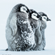 Illustration for article titled Wildlife Photo Contest Shows Nature Can Be Cruel—But Also Kind